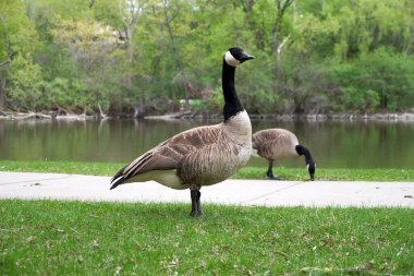 Kanada kazları Wisconsin 'de bir parkta
