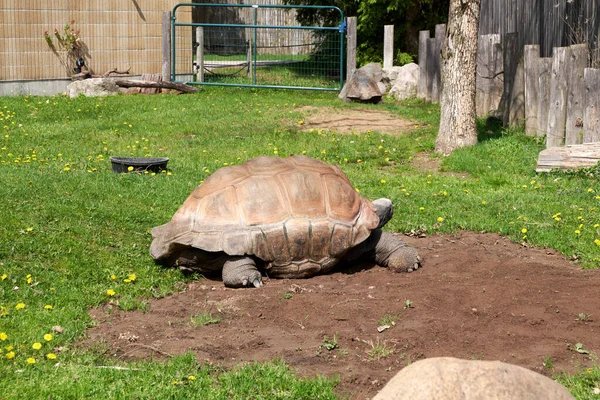 海龟在动物园的地面上散步 — 图库照片