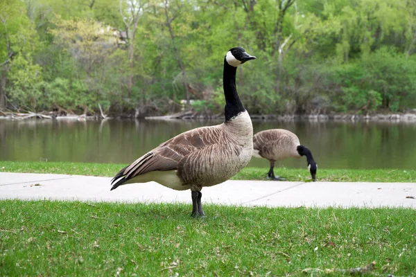 Canada Geese Park Wisconsin — Stock Photo, Image