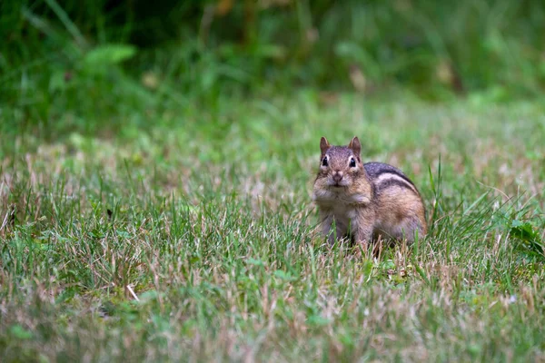 Streifenhörnchen Gras Wisconsin — Stockfoto