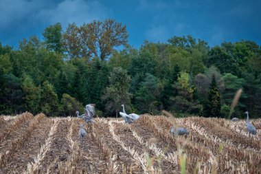 Wisconsin 'de sonbaharda bir tarlada kum tepesi turnaları