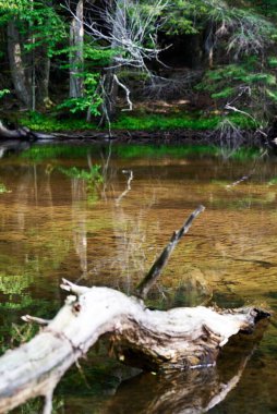 Wisconsin 'deki ormanın güzel manzarası