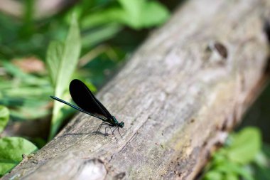 Wisconsin 'deki ormanın güzel manzarası