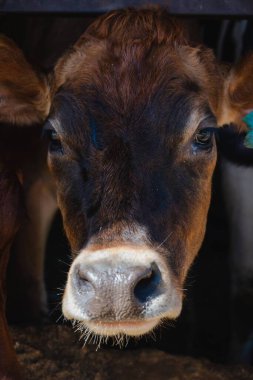 Wisconsin 'de bir çiftlikte inekler