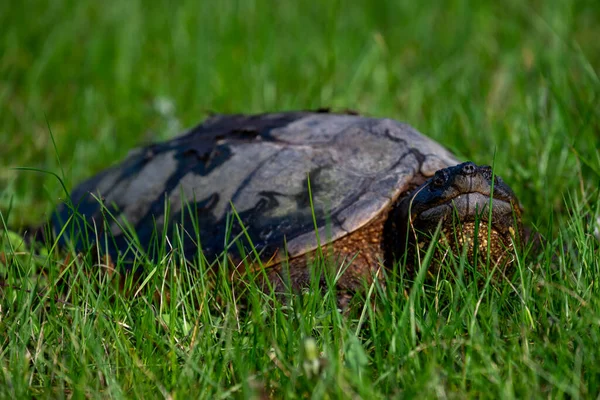 Common Snapping Turtle Wisconsin — Stock Photo, Image