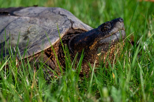 Vanlig Sköldpadda Wisconsin — Stockfoto