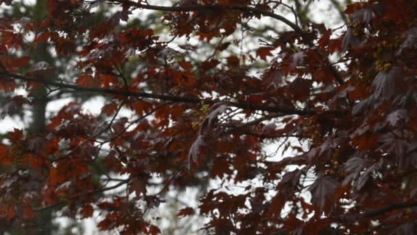 Regen Fällt Auf Die Blätter Eines Roten Ahorns Wisconsin — Stockvideo