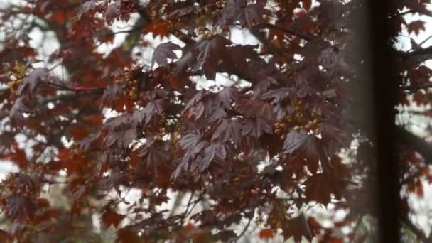 Rain Falling Leaves Red Maple Wisconsin — Stock Video