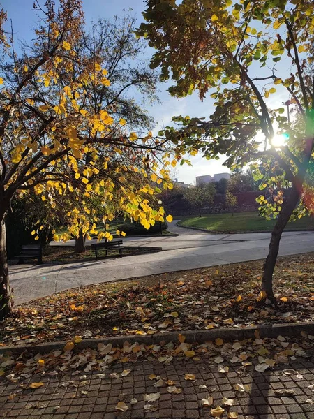 stock image autumn park in the city