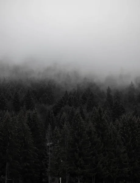 Floresta Crepúsculo Nevoeiro — Fotografia de Stock