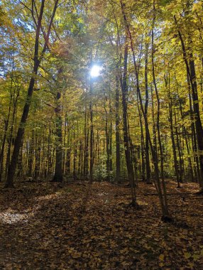 Orman sonbaharda, güneş ışığı ve gölgelerle
