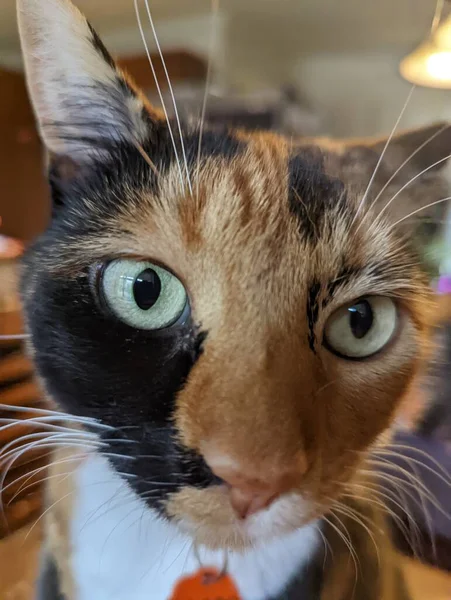Kočka Tvář Detailní Pohled Kamery — Stock fotografie