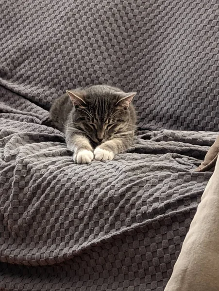 Gato Cinza Feliz Dormindo Sofá — Fotografia de Stock