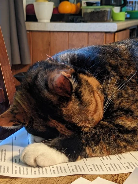 Schlafende Katze Auf Dem Tisch — Stockfoto