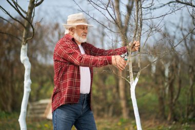 Bahçedeki bitkilerle ilgilenen erkek bahçıvanın yan görüntüsü. Panama şapkası takan, ayakta duran, budanmış ağaç dalları kesen yaşlı bir köylü. El işi ve bitki yetiştirme kavramı.
