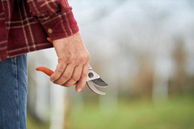 Meyve bahçesinde elinde kuru erik, elinde makas olan yaşlı bir erkek. Ekose gömlek ve kot pantolon giyen bahçıvan dışarıda çalışıyor, bitkilerle ilgileniyor. Tarım ekipmanı kavramı.