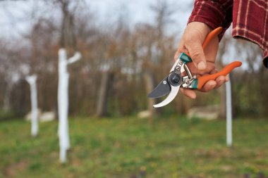 Bahar mevsiminde meyve bahçesinde çalışan bahçıvanın yakın çekimleri. Ekose gömlek giyen, ayakta duran, kuru erik tutan, elinde makas olan, bitki yetiştiren bir erkek. Bitkilerle ilgilenme kavramı.
