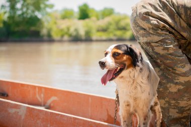 Sıcak bir günde sakin bir nehirde yüzen kirli bir teknede mutlu benekli köpek. Heyecanlı İrlandalı setter 'ın portresi tekne gezisinden zevk alıyor, mesafeye bakıyor, bulanık bir arka planı var. Macera kavramı.