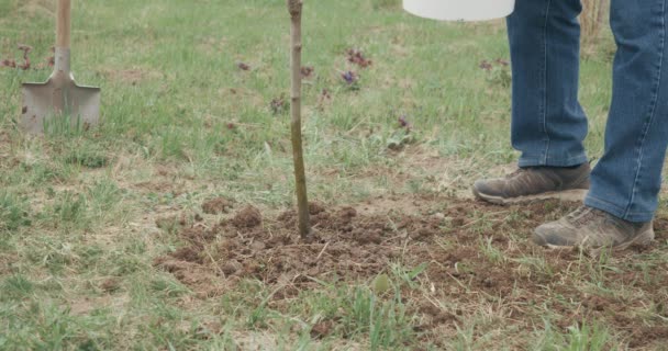 Detailní Záběr Muže Modrých Džínách Zalévání Výsadba Stromu Muž Rukavicích — Stock video
