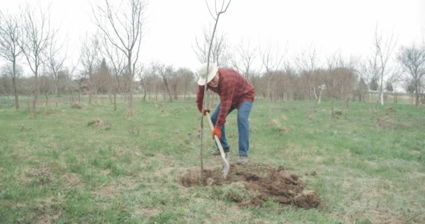 Framsidan Gamla Trädgårdsmästare Gräva Jord Fruktträdgård Man Bär Panama Hatt — Stockvideo