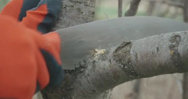 Bahçıvanın ağaç kesme dalını kapatın. Turuncu eldiven giyen, testere tutan, baharda meyve bahçesinde bitkilerle ilgilenen, ağaç yetiştirme, tarım ve el işi kavramı olan bir erkek..