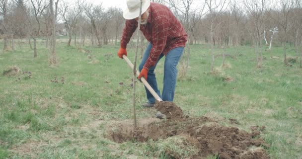 老人种树 盖土的前景 园丁穿着蓝色牛仔裤和格子呢衬衫在果园里干活 种植和照料植物的概念 — 图库视频影像