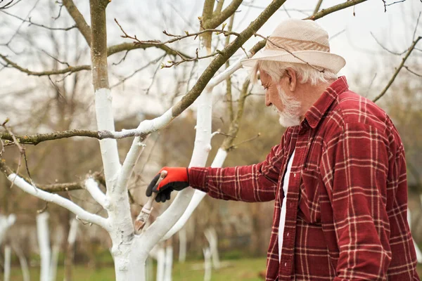 stock image Side view of male gardener bleaching tree branches with white paint. Old man with grey hair and beard standing, working in orchard, brush holding. Concept of plants growing.