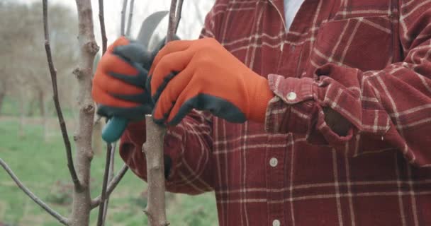 Bahçıvanın Baharda Meyve Bahçesine Ağaç Dikmesini Kapatın Gri Sakallı Turuncu — Stok video