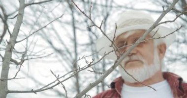 Panama şapkalı bahçıvanın küçük dalları kestiği yere. Gri saçlı, sakalını kesen, elinde budama makinesi olan baharda bitkilerle ilgilenen yaşlı bir erkek. Tarım kavramı.