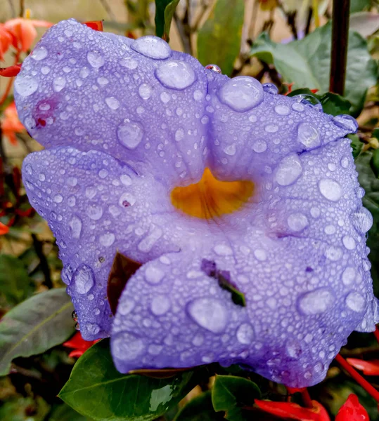 Vacker Blomma Med Morgondagg — Stockfoto