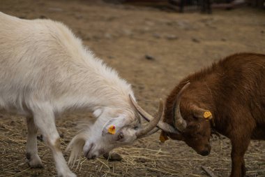 Hayvanat bahçesinde bir grup keçi