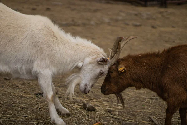 Goat Zoo — Stock Photo, Image