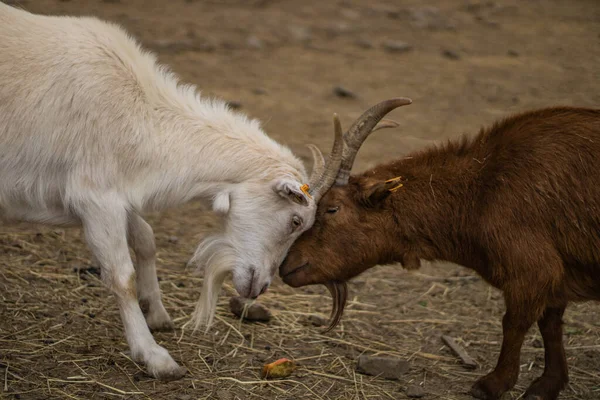 Closeup Shot Young Beautiful Goat — Stock Photo, Image