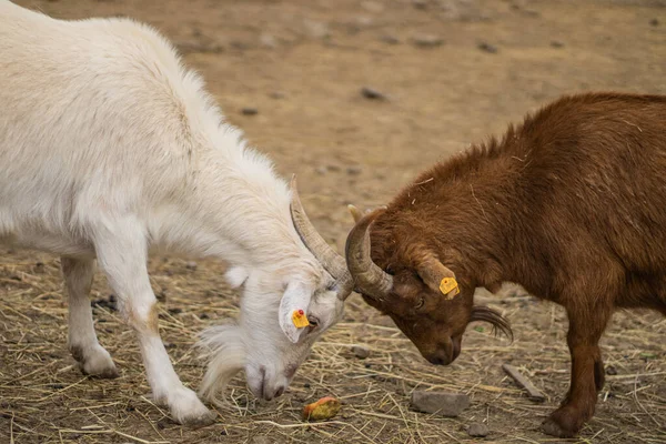 Stock image a young goat is eating a cow in the field