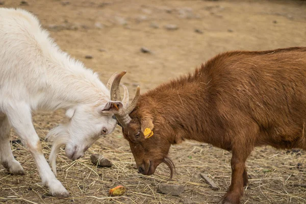 Goat Field — Stock Photo, Image