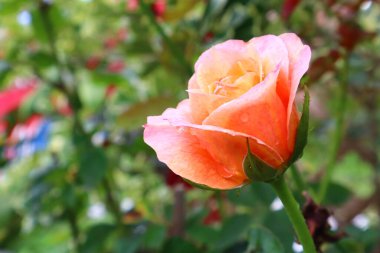 Gül çiçeği aşk hediyesi Düğün Sevgililer Günü.