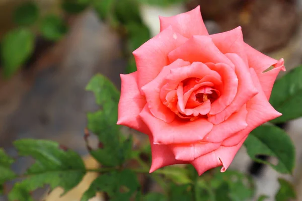 Gül çiçeği aşk hediyesi Düğün Sevgililer Günü.