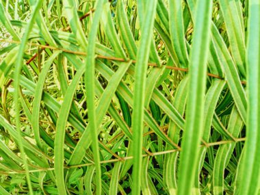 Odaklanmamış doğa yaprağı desen arkaplan resmi.