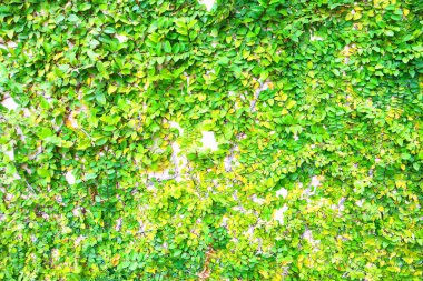 green ivy background wall beside the wall.