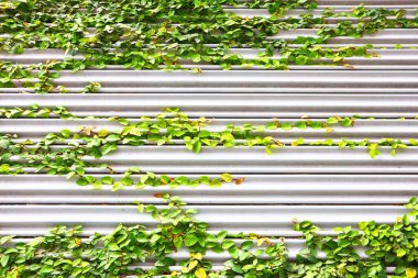 green ivy background wall beside the wall.