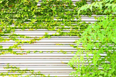 green ivy background wall beside the wall.