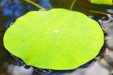 Green leaf background with water droplets after rain in rich nature love earth and environment.
