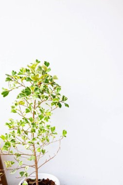 White background image decorated with natural leaves for your product presentation background.