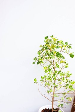 White background image decorated with natural leaves for your product presentation background.