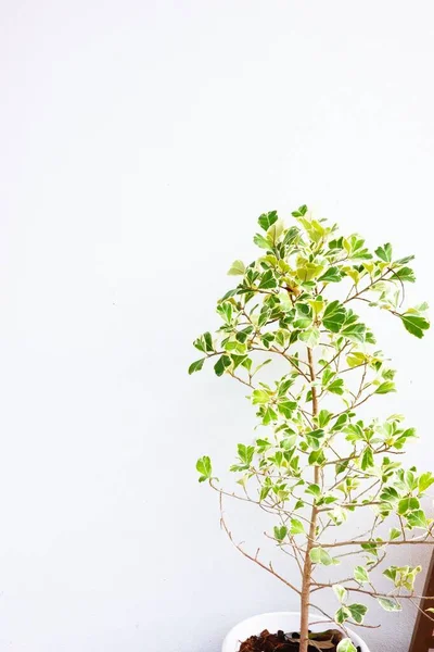 stock image White background image decorated with natural leaves for your product presentation background.