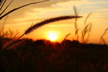 Kuzey Tayland akşam günbatımı görüntüsü güzel altın ışıkla gözlerimizi dinlendirir ve rahatlatır..