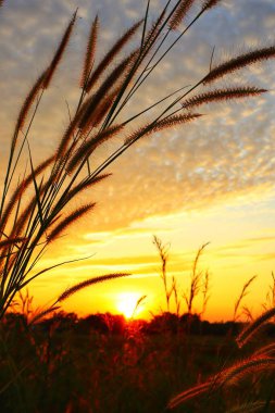 Kuzey Tayland akşam günbatımı görüntüsü güzel altın ışıkla gözlerimizi dinlendirir ve rahatlatır..