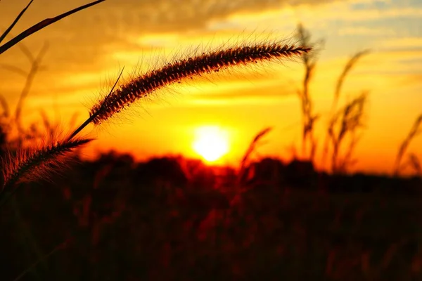 Norte Tailandia Atardecer Imagen Fondo Con Hermosa Luz Dorada Nos — Foto de Stock