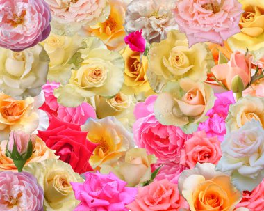 Ürünlerinizin sunumunda kullanılacak gül çiçeği arkaplan resmi