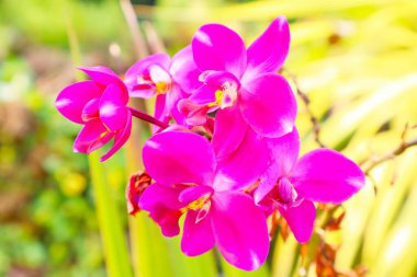 Tarımsal medyanızı tamamlamak ya da etkinliklerinizde kullanmak için güzel çiçek arkaplanları.